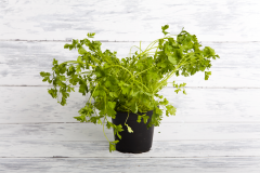 Petrezselyem cserepes